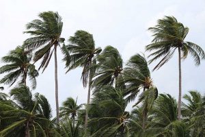 strong winds blowing tropical trees